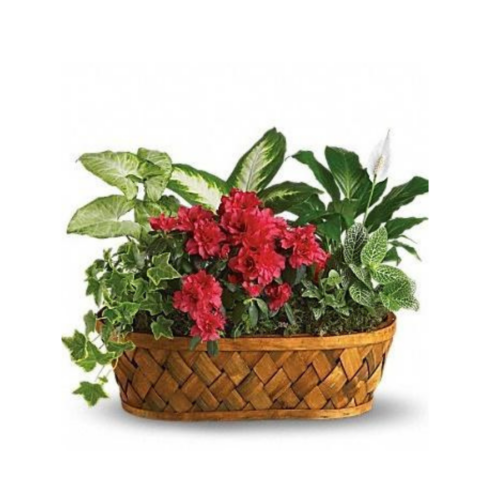 Mixed Planter
