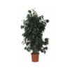 Ficus Benjamina