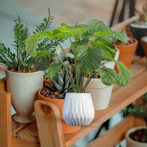 Plant