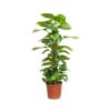 Scindapsus Plant