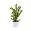 Zamioculcas Plant
