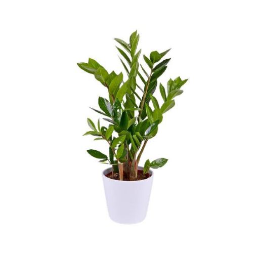 Zamioculcas Plant
