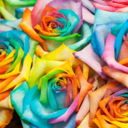 Colours